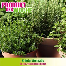 Blumen B&B Flugblatt woche 18 Seite 2