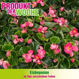 Blumen B&B Flugblatt woche 18 Seite 4