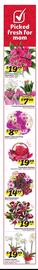 Winn Dixie Weekly Ad week 19 Page 2