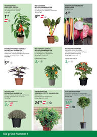 Bellaflora Flugblatt Seite 10