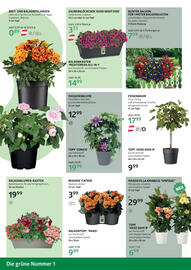 Bellaflora Flugblatt Seite 2