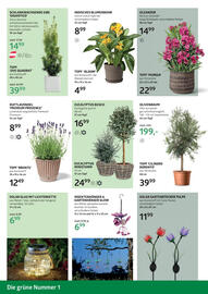 Bellaflora Flugblatt Seite 4