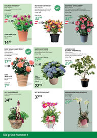 Bellaflora Flugblatt Seite 6
