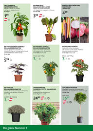 Bellaflora Flugblatt Seite 10