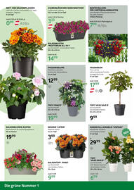 Bellaflora Flugblatt Seite 2
