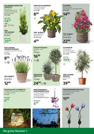 Bellaflora Flugblatt Seite 4