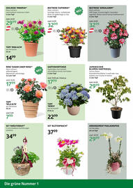 Bellaflora Flugblatt Seite 6