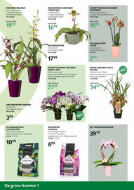 Bellaflora Flugblatt Seite 8