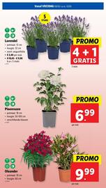 Lidl folder week 19 Pagina 31