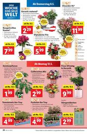 Lidl Flugblatt woche 19 Seite 27