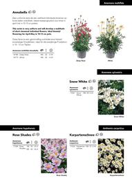 Hörnhems handelsträdgård reklamblad Sida 173