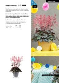 Hörnhems handelsträdgård reklamblad Sida 253
