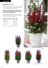 Hörnhems handelsträdgård reklamblad Sida 426
