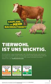 Kaufland Prospekt woche 19 Seite 61