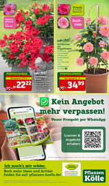 Pflanzen Kölle Prospekt woche 19 Seite 16
