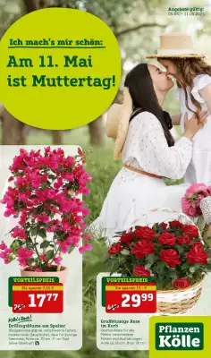 Pflanzen Kölle Prospekt (gültig bis 11-05)