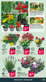 NETTO Prospekt woche 20 Seite 13
