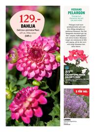 Blomsterlandet reklamblad vecka 19 Sida 3