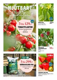 Blomsterlandet reklamblad vecka 19 Sida 6