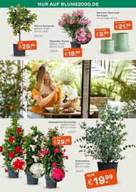 Blume 2000 Prospekt Seite 2