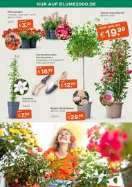 Blume 2000 Prospekt Seite 4