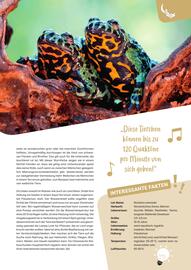ZOO & Co Flugblatt Seite 37