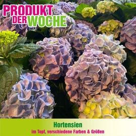 Blumen B&B Flugblatt woche 19 Seite 1