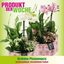 Blumen B&B Flugblatt woche 19 Seite 2