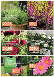Plantorama tilbudsavis uge 19 Side 3