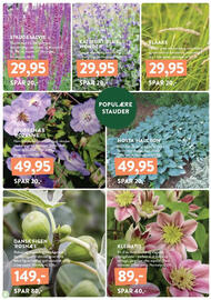 Plantorama tilbudsavis uge 19 Side 4