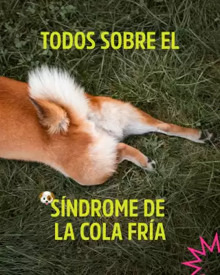Catálogo Casper Pet Store (válido hasta 12-05)