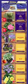 Terra Green Houses flyer week 19 Page 1