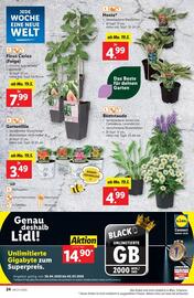 Lidl Flugblatt woche 20 Seite 27