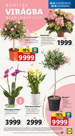 Lidl akciós újság hét 20 Oldal 17