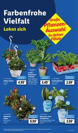 Lidl Prospekt woche 21 Seite 5