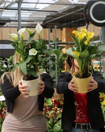 Bellaflora Flugblatt woche 20 Seite 1