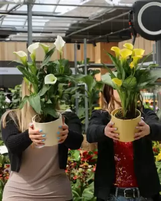 Bellaflora Flugblatt (gültig bis 18-05)