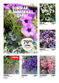 Blomsterlandet reklamblad vecka 20 Sida 2