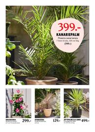 Blomsterlandet reklamblad vecka 20 Sida 5