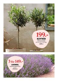 Blomsterlandet reklamblad vecka 20 Sida 6