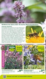 Pflanzen Kölle Prospekt woche 20 Seite 12