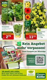 Pflanzen Kölle Prospekt woche 20 Seite 14