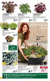 Dehner Flugblatt woche 20 Seite 4