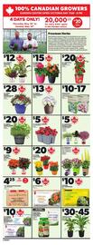 Loblaws flyer week 20 Page 13