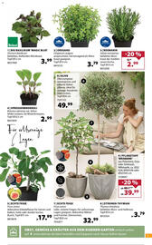 Dehner Prospekt woche 20 Seite 7