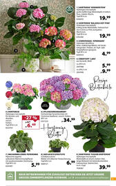 Dehner Prospekt woche 20 Seite 9