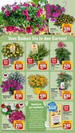 REWE Prospekt woche 21 Seite 29