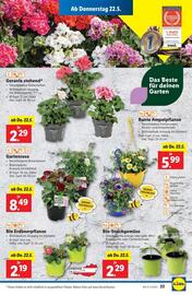 Lidl Flugblatt woche 21 Seite 26
