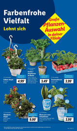 Lidl Prospekt woche 21 Seite 5