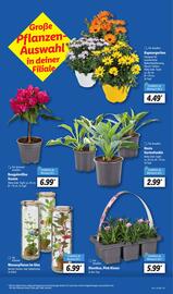 Lidl Prospekt woche 22 Seite 7